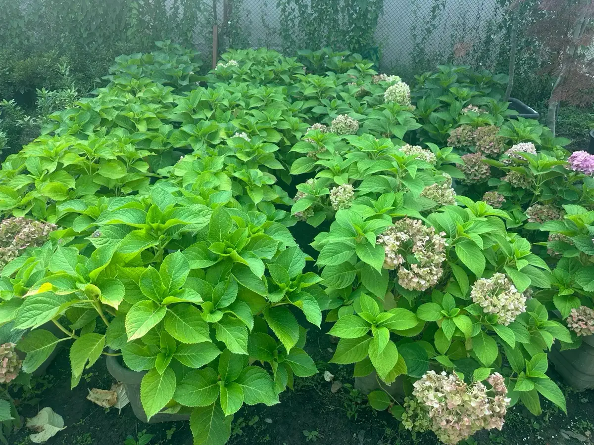 ჰორტენზია და ნანა გრაცილისი
