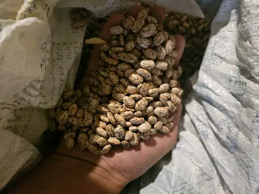 Field beans