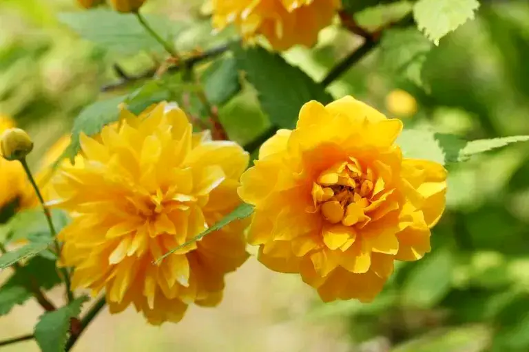იაპონური კერია
