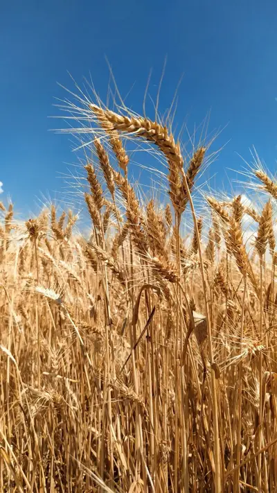 Wheat