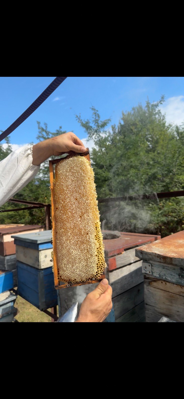 თაფლი