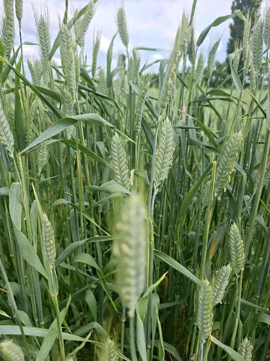 ხორბალი
