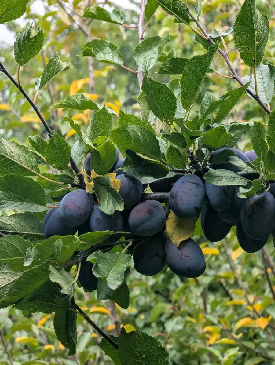 ქლიავი