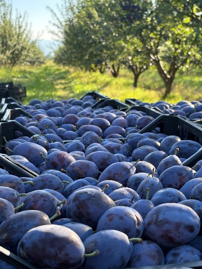 Black plum