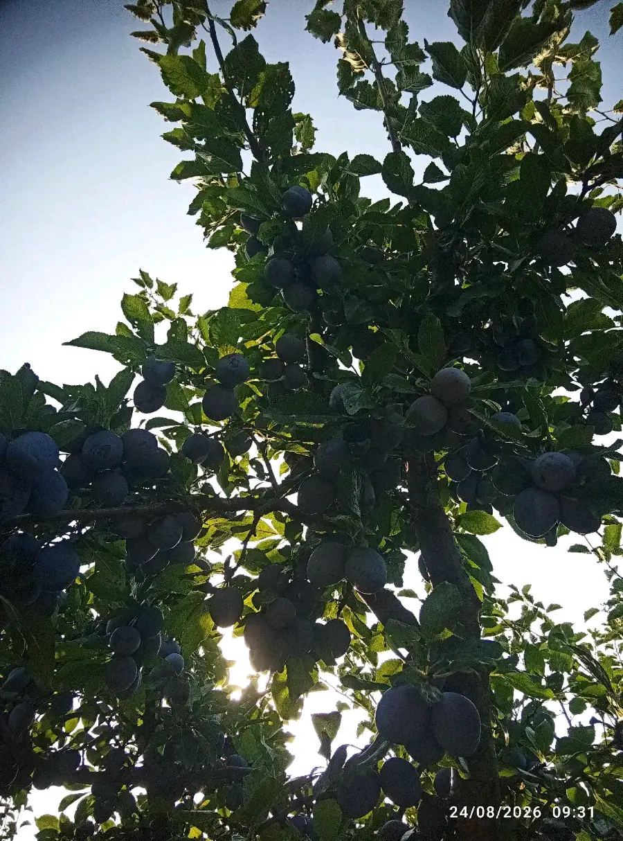 ქლიავი