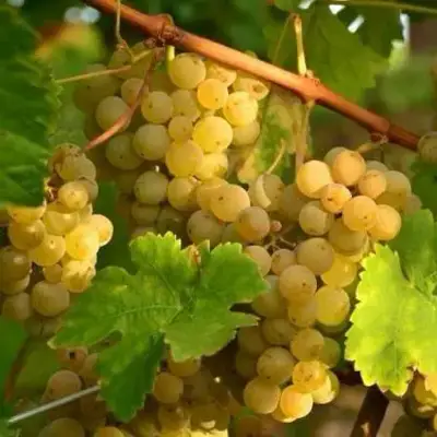 Muscat wine