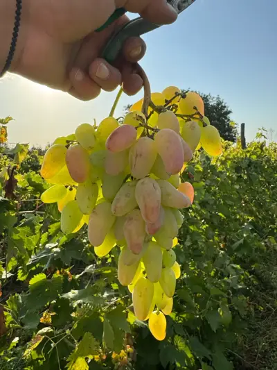 Muscat grapes