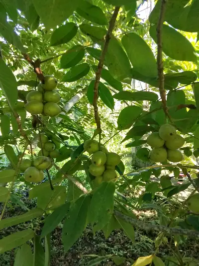 Healthy walnut seedlings for sale