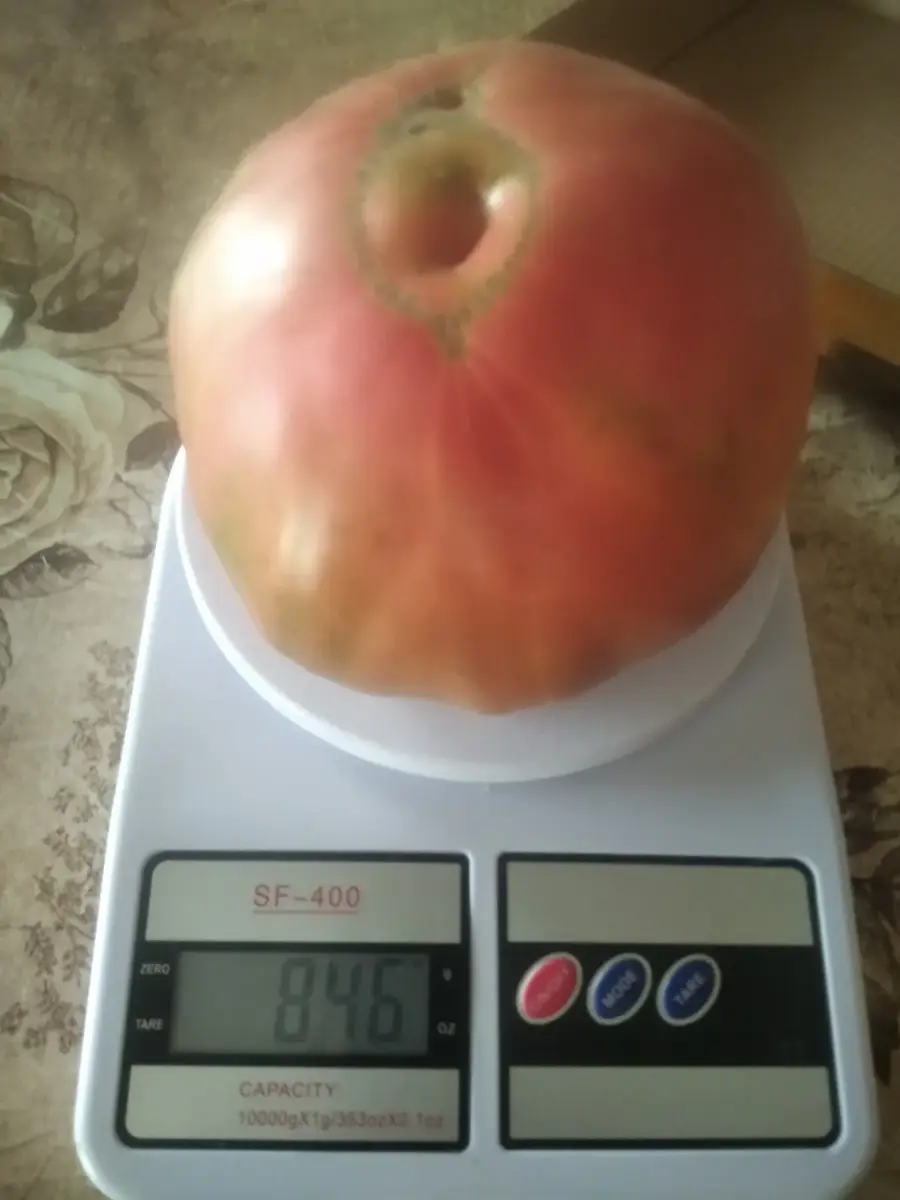 ვარდისფერი პომიდორი