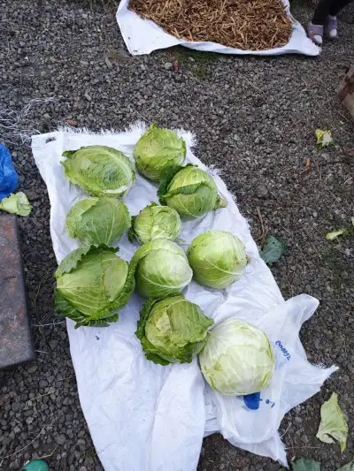 Cabbage