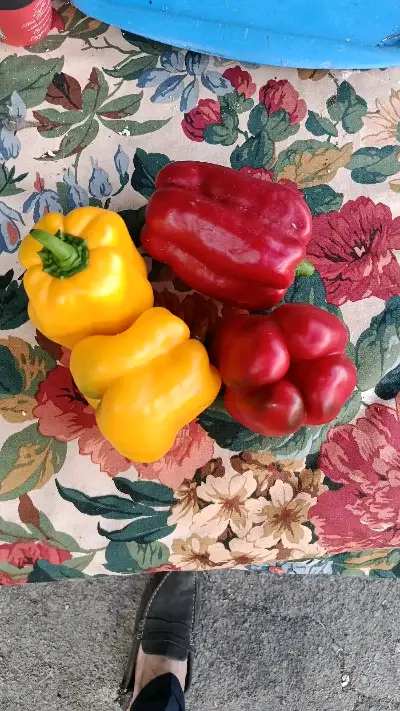 Bell Pepper California
