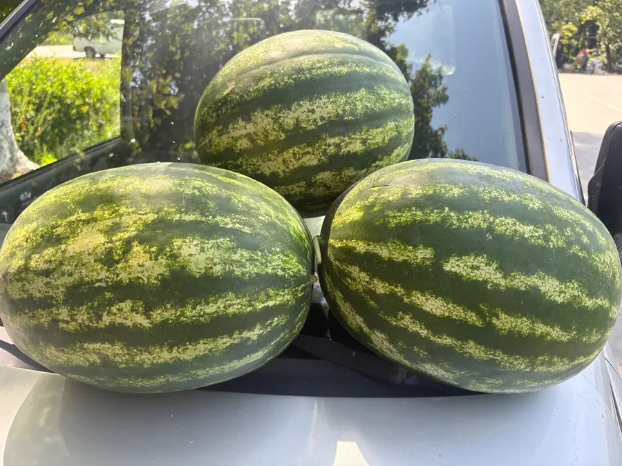 საზამთრო წითელგულა
