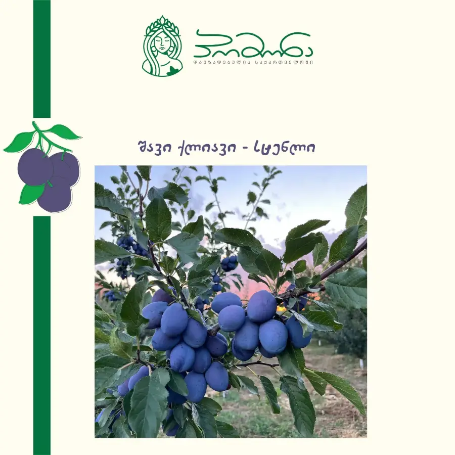 შავი ქლიავი