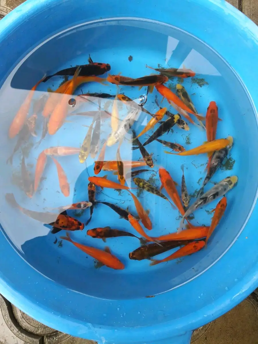 თევზი კოი