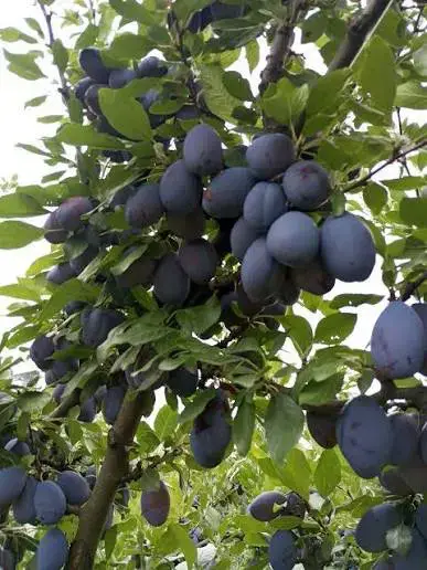 ქლიავი (სტერლი)