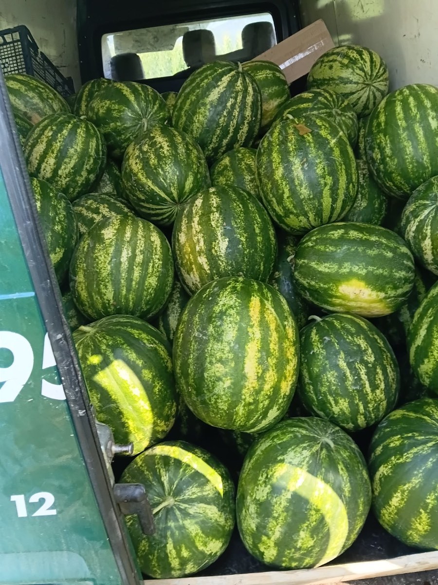 საზამთრო