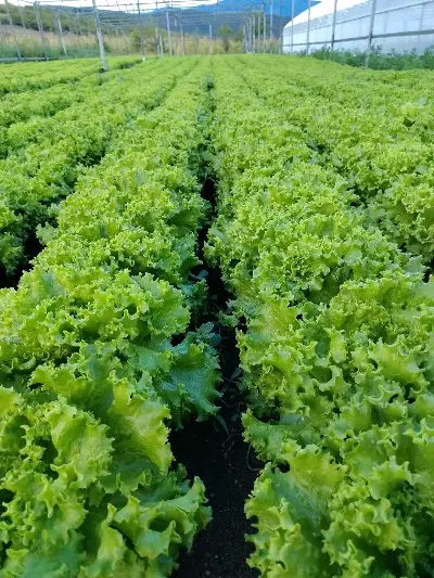 Lettuce leaves
