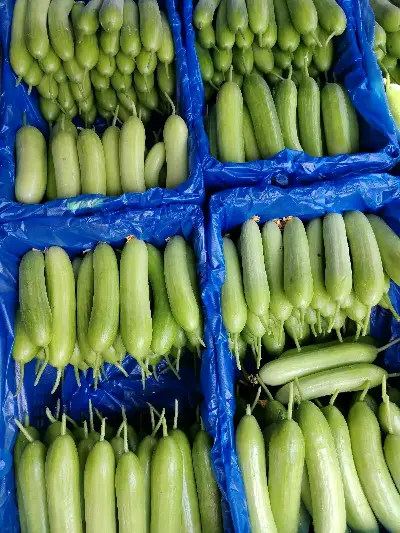 Shusha cucumber