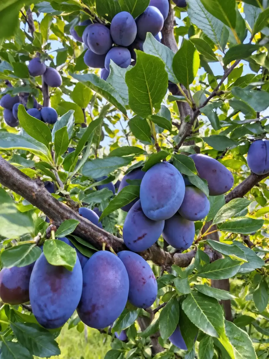 შავი ქლიავი სტერლი