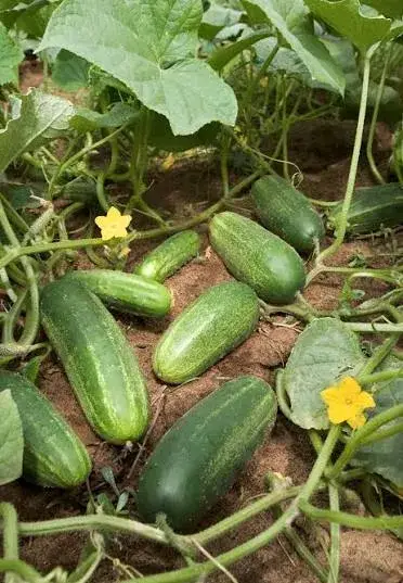 კიტრი