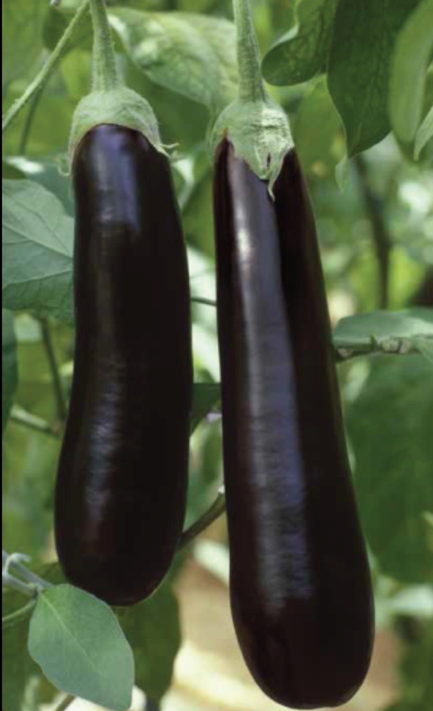 ბადრიჯანი