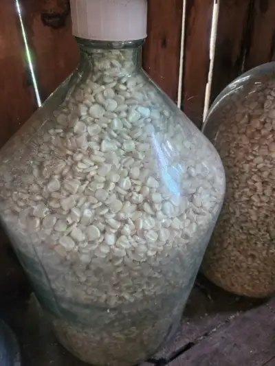 Грузинская кукуруза
