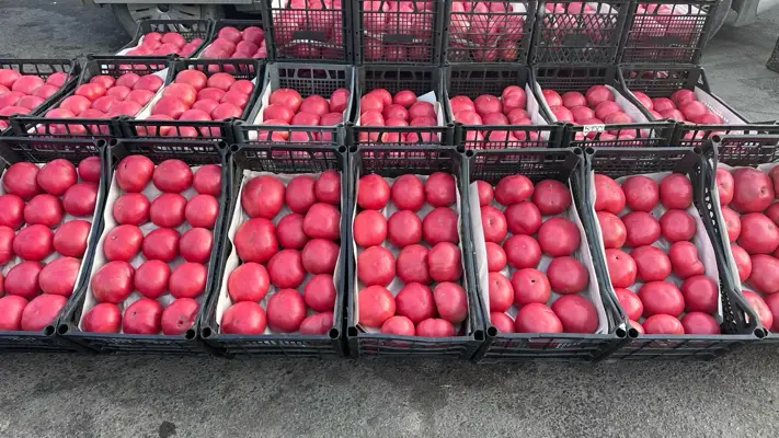 Pole Pink Tomato