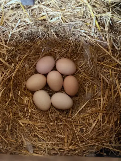 Village eggs