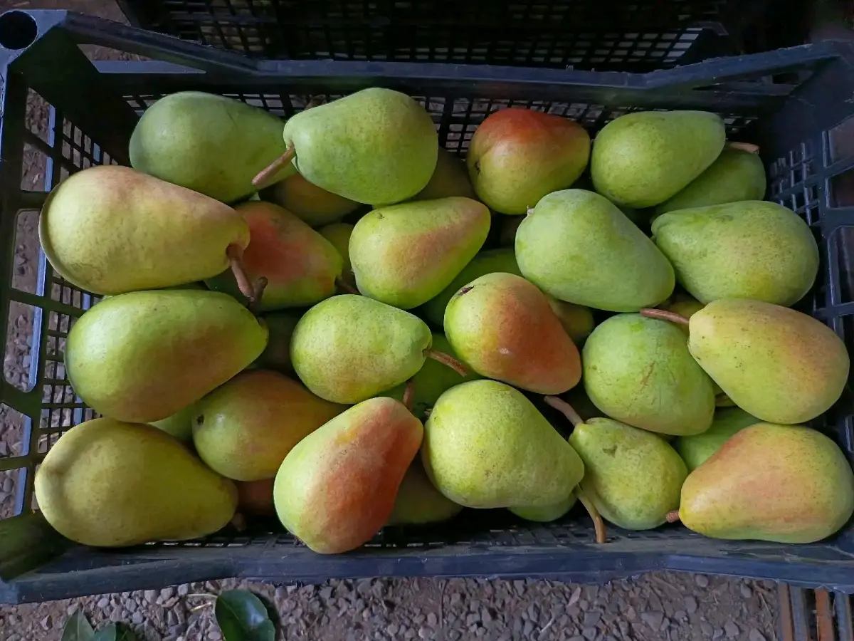 მსხაკი