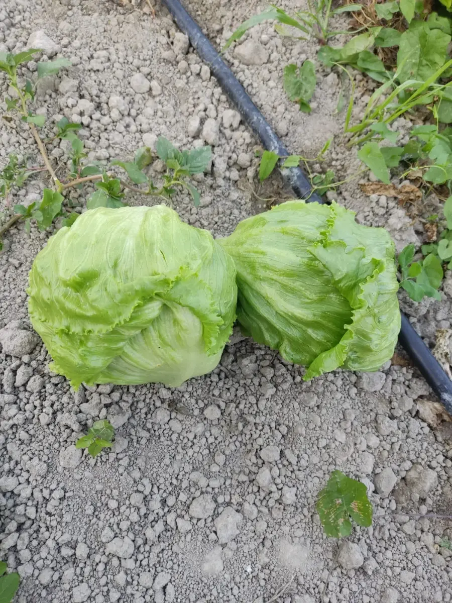 სალათი
