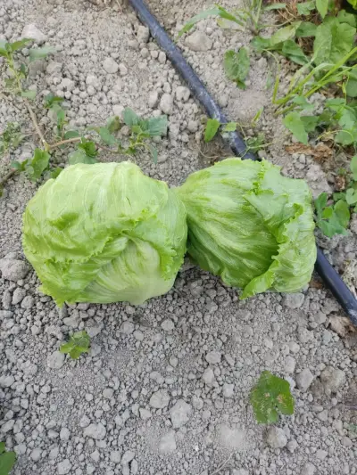 Lettuce