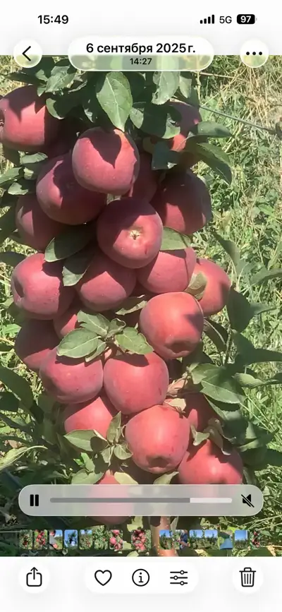 ვაშლი სტარტი