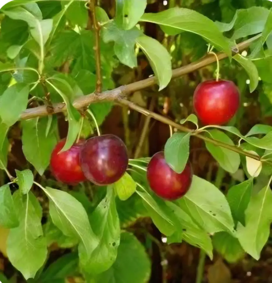 ტყემლის არაყი