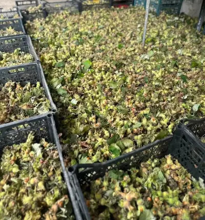Hazelnuts