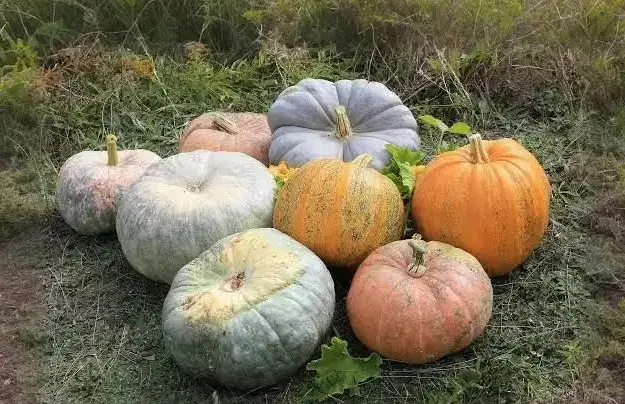 გოგრა