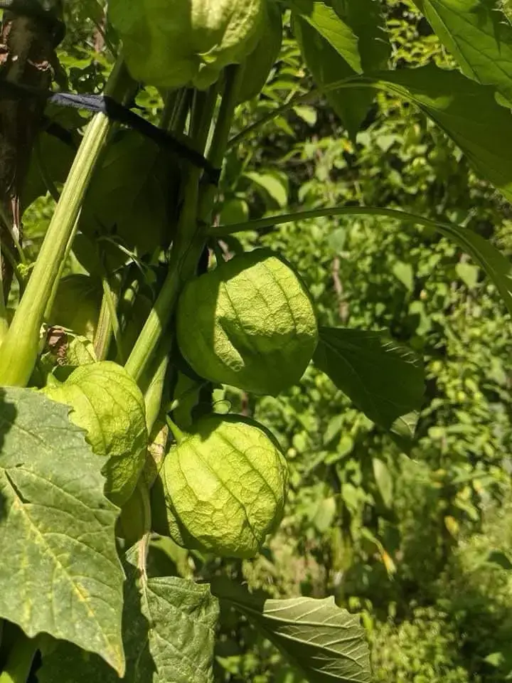 tomatilo