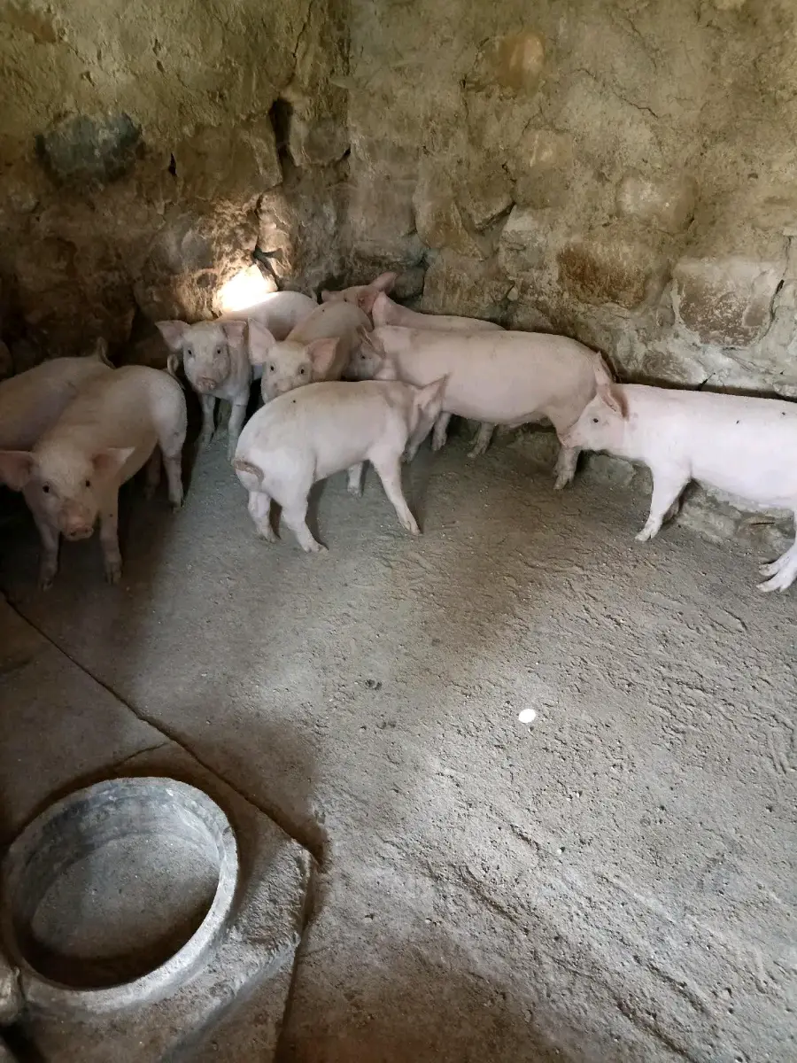 ირკშირის გოჭები
