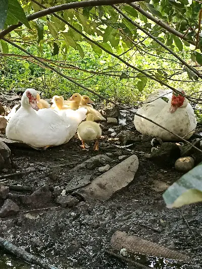 Мускусные утки