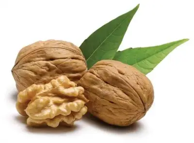 ნედლი კაკალი