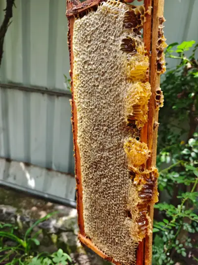 Honey