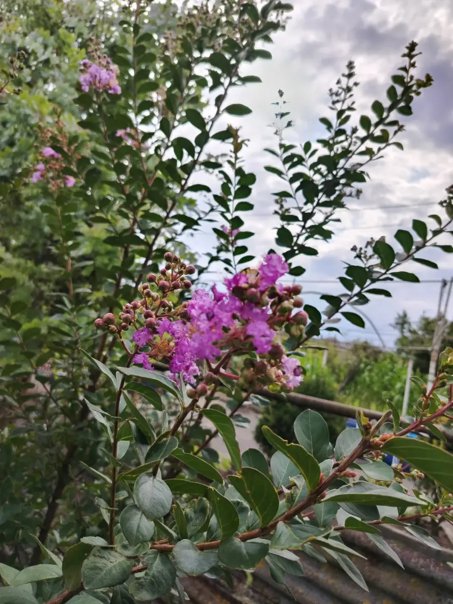 ირმის რქა