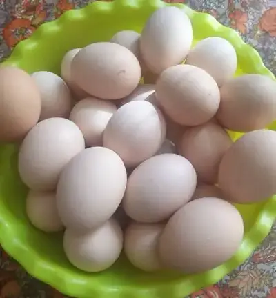 Village Eggs