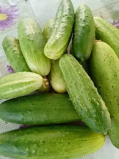 Cucumber