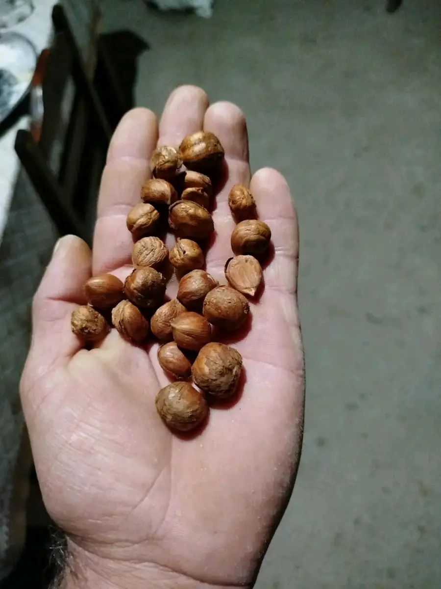 თხილი