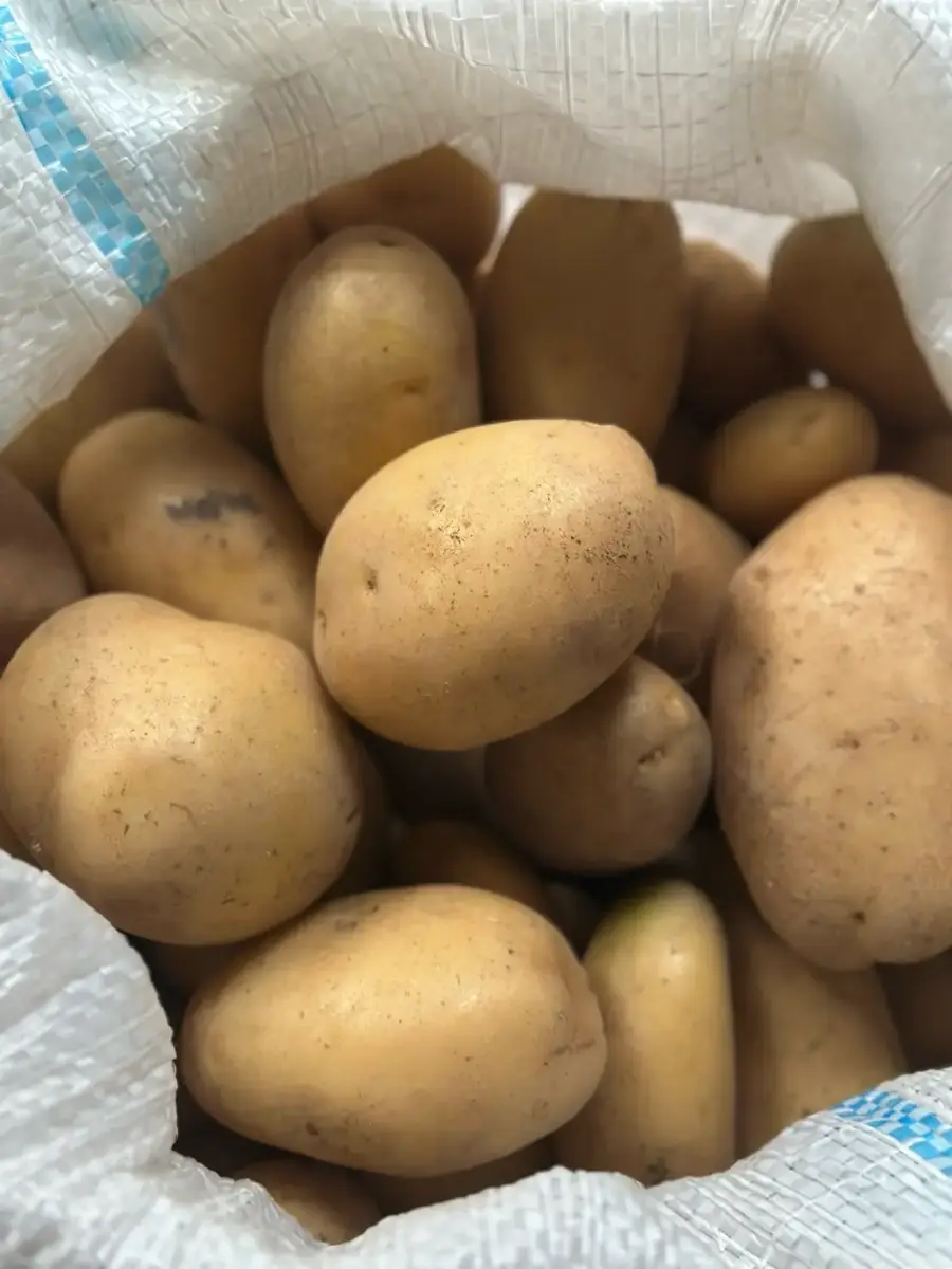 სოფია