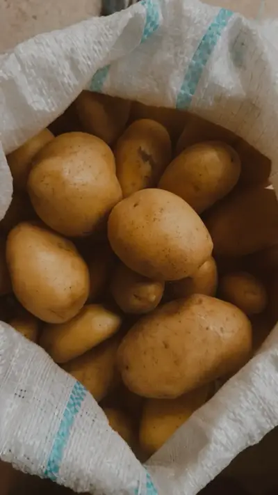 Potato Sofia