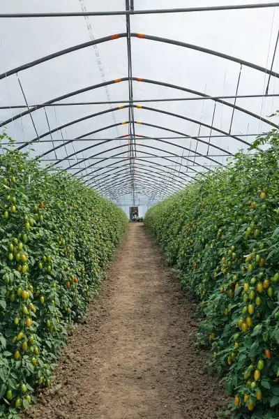 🍅პრემიუმ კლასის პომიდორი 🍅