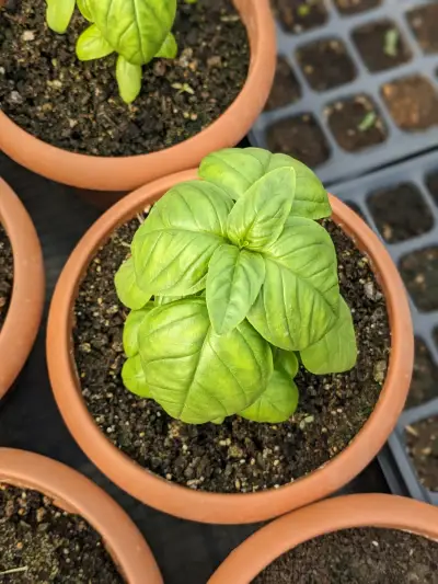 💚ბაზილიკი 💚