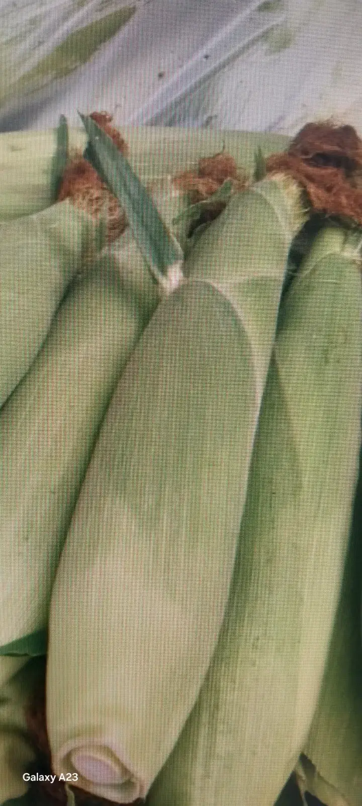 სიმინდი