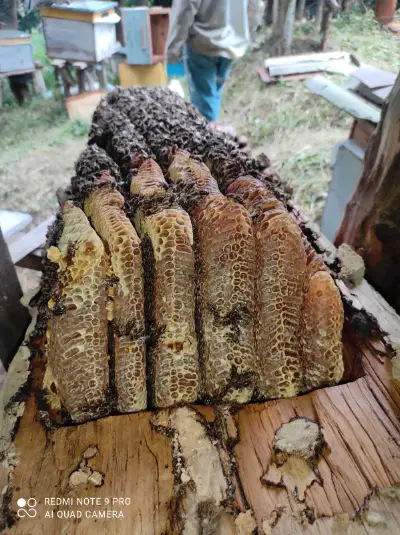 ფიჭიანი თაფლი
